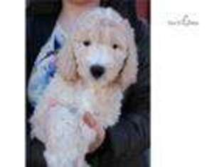 Goldendoodle Puppy for sale in Joplin, MO, USA