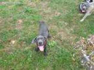 Cane Corso Puppy for sale in Amissville, VA, USA