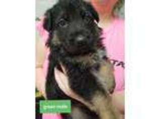 German Shepherd Dog Puppy for sale in Dinwiddie, VA, USA