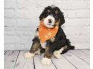 Mutt Puppy for sale in Welcome, MD, USA