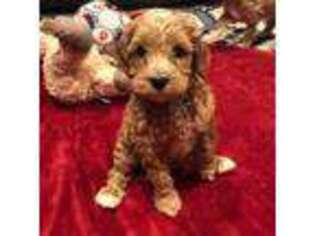 Australian Labradoodle Puppy for sale in White City, OR, USA