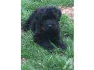 Mutt Puppy for sale in WEST JEFFERSON, OH, USA