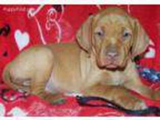 Vizsla Puppy for sale in Ganado, TX, USA