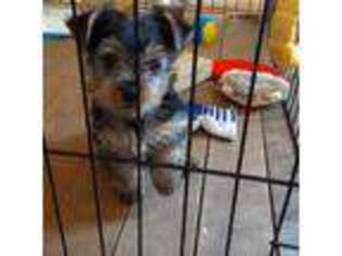 Yorkshire Terrier Puppy for sale in Marion, IN, USA