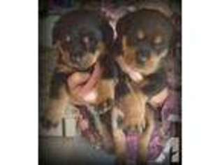 Rottweiler Puppy for sale in BENNETT, CO, USA