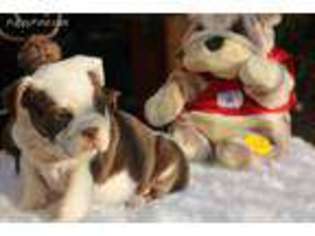 Bulldog Puppy for sale in Daly City, CA, USA