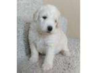 Labradoodle Puppy for sale in Payson, AZ, USA