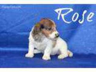 Dachshund Puppy for sale in Monett, MO, USA