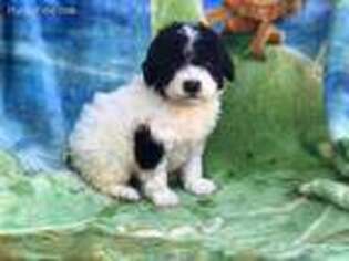 Mutt Puppy for sale in Jeffersonville, IN, USA
