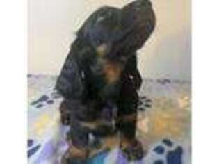 Dachshund Puppy for sale in Sparrows Point, MD, USA