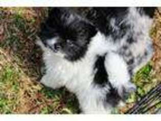 Pomeranian Puppy for sale in Ball Ground, GA, USA