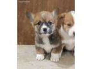 Pembroke Welsh Corgi Puppy for sale in Russell, MN, USA