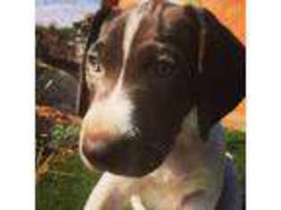 German Shorthaired Pointer Puppy for sale in Ramona, CA, USA
