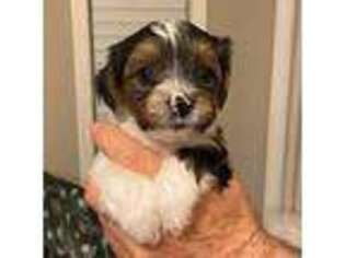 Biewer Terrier Puppy for sale in Topeka, KS, USA
