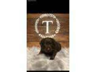 Labrador Retriever Puppy for sale in Pottersville, MO, USA