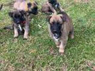 Belgian Malinois Puppy for sale in Rock Hill, SC, USA