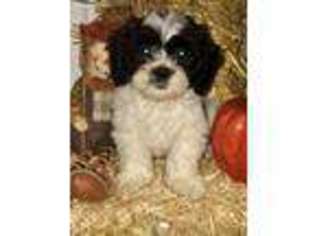 Mal-Shi Puppy for sale in Mastic, NY, USA