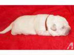 Mutt Puppy for sale in GRANTSBURG, WI, USA