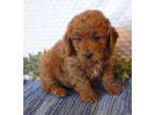 Goldendoodle Puppy for sale in Fairbury, IL, USA