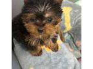 Yorkshire Terrier Puppy for sale in Chicago, IL, USA