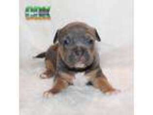 Mutt Puppy for sale in Johns Island, SC, USA