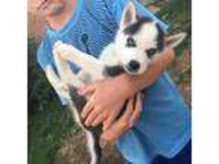 Siberian Husky Puppy for sale in Lawrenceburg, IN, USA