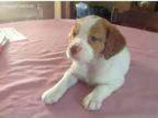 Brittany Puppy for sale in Rochester, MA, USA