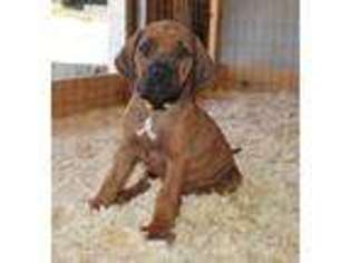 Rhodesian Ridgeback Puppy for sale in Ramona, CA, USA