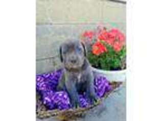 Cane Corso Puppy for sale in Bethany, IL, USA