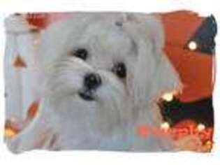 Maltese Puppy for sale in Vacaville, CA, USA