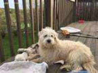 Schnoodle (Standard) Puppy for sale in Glenmoore, PA, USA