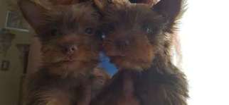 Yorkshire Terrier Puppy for sale in National City, CA, USA