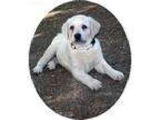 Labrador Retriever Puppy for sale in Memphis, TN, USA