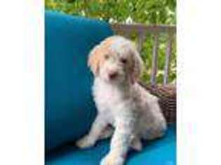 Mutt Puppy for sale in Corydon, IN, USA