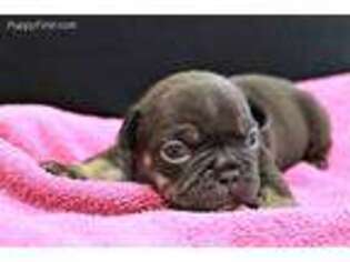 French Bulldog Puppy for sale in Grabill, IN, USA