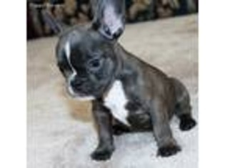 French Bulldog Puppy for sale in Linn, KS, USA