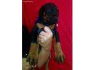Doberman Pinscher Puppy for sale in Maricopa, AZ, USA