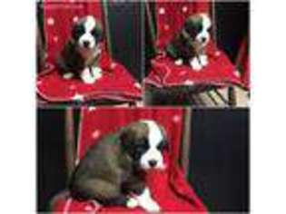Saint Bernard Puppy for sale in Union City, OH, USA