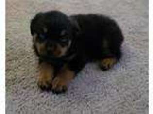 Rottweiler Puppy for sale in Cherryville, NC, USA