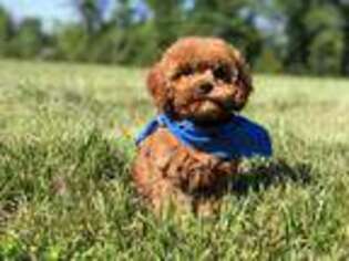 Cavapoo Puppy for sale in Winfield, MO, USA