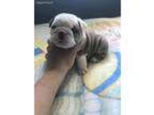 Bulldog Puppy for sale in Oak Ridge, TN, USA