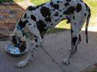Great Dane Puppy for sale in Deer Lodge, MT, USA