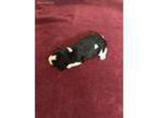 English Springer Spaniel Puppy for sale in Bristol, SD, USA