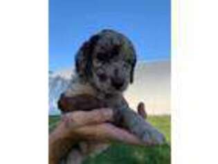 Labradoodle Puppy for sale in Mcpherson, KS, USA
