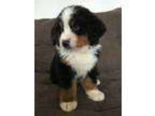 Bernese Mountain Dog Puppy for sale in Sutton, AK, USA