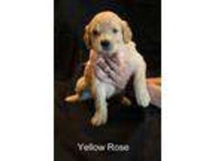 Goldendoodle Puppy for sale in Belton, TX, USA