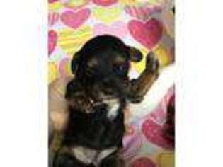 Mutt Puppy for sale in Mineral Wells, TX, USA