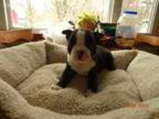 Boston Terrier Puppy for sale in Fairhaven, MA, USA