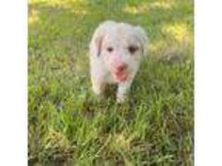 Goldendoodle Puppy for sale in Midlothian, TX, USA