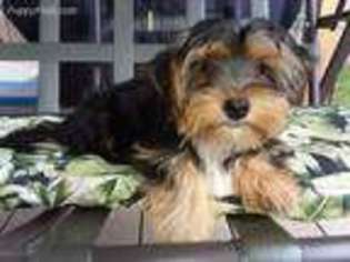 Yorkshire Terrier Puppy for sale in Horsham, PA, USA